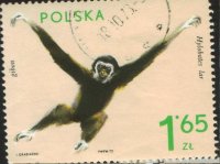 Почтовые марки Польши "Макака" (1 штуки)